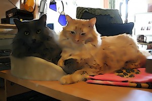 120908-kittens-640